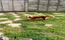 Cocker Spaniel dogs for sale: Lotus rehoming  - Image 4