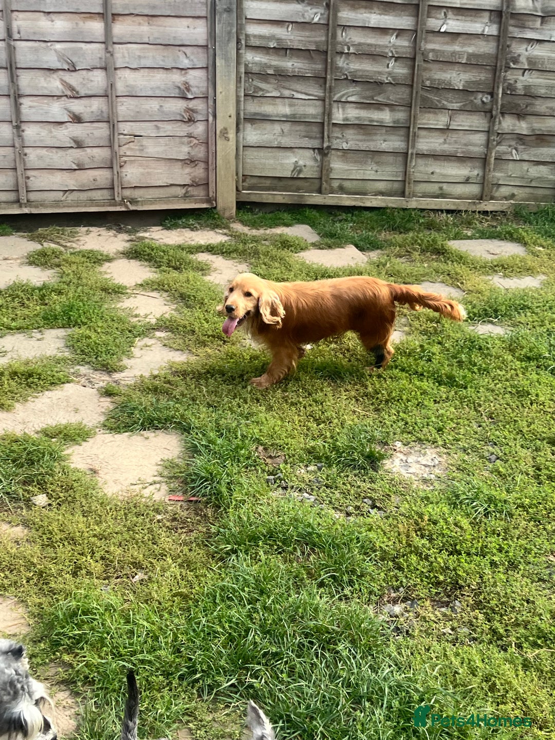 Cocker Spaniel dogs for sale: Lotus rehoming  - Image 4