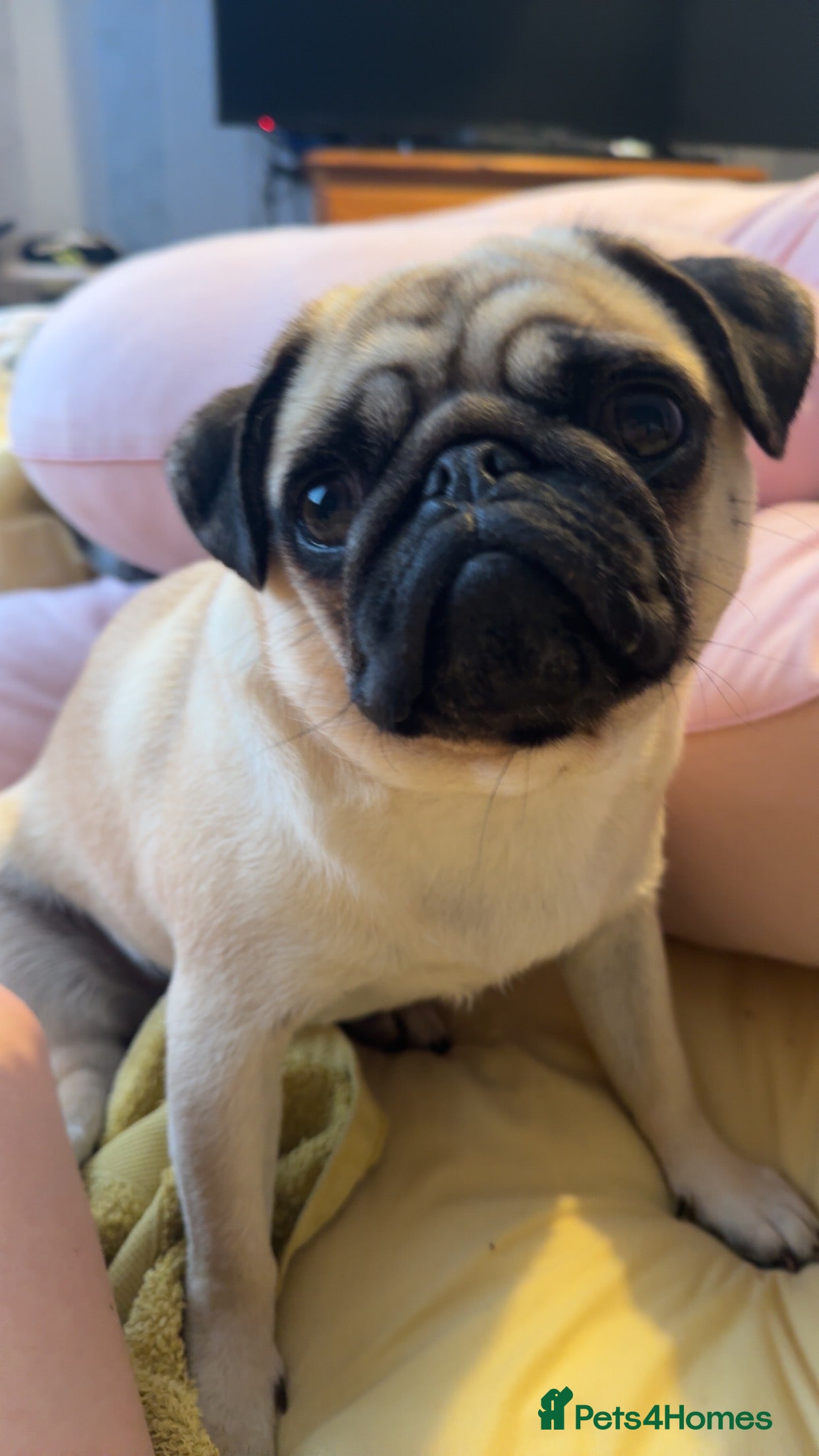 Frug dogs Frug  - Advert 7