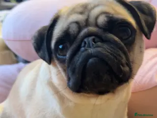 Frug dogs Frug - Advert 7