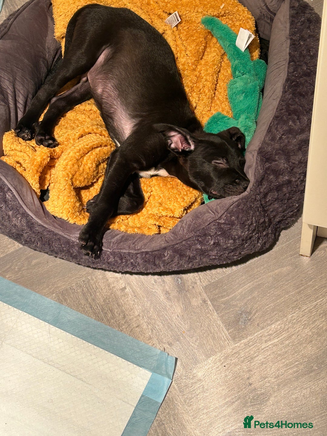 Mixed Breed dogs for sale: Staffy x Belgian shepherd dog - Image 1
