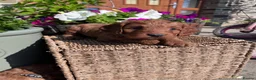 Cockapoo dogs for sale: Beautiful Toy Cockapoo Puppies (Health Tested)  - Advert 9