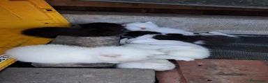 Turkish Van 6