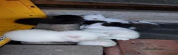 Turkish Van cats for sale: 6 Beautiful Kittens Looking for Loving Homes 🐾 in Birmingham - Advert 4