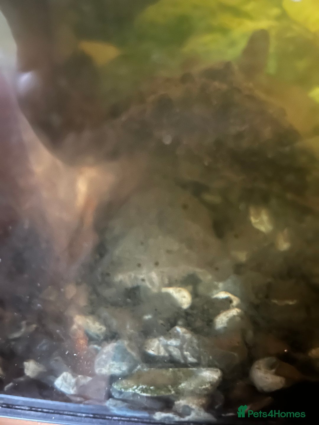 Terrapin reptiles for sale: FREE musk turtles (3) needing a new home  - Advert 3