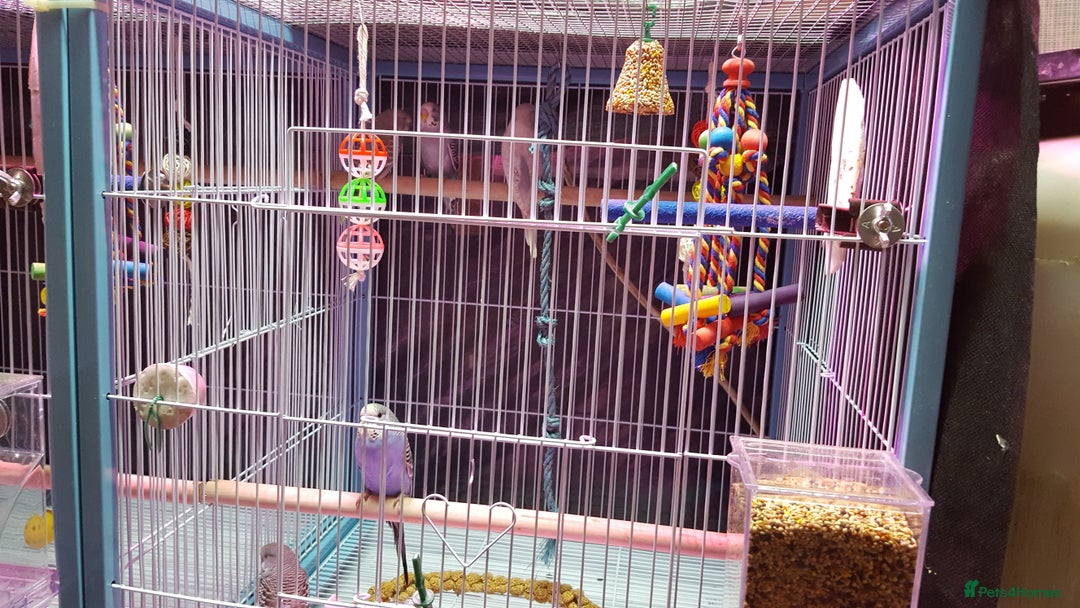 Budgerigars birds for sale: !!! YOUNG BUDGIES READY FOR REHOMING!!! - Image 9