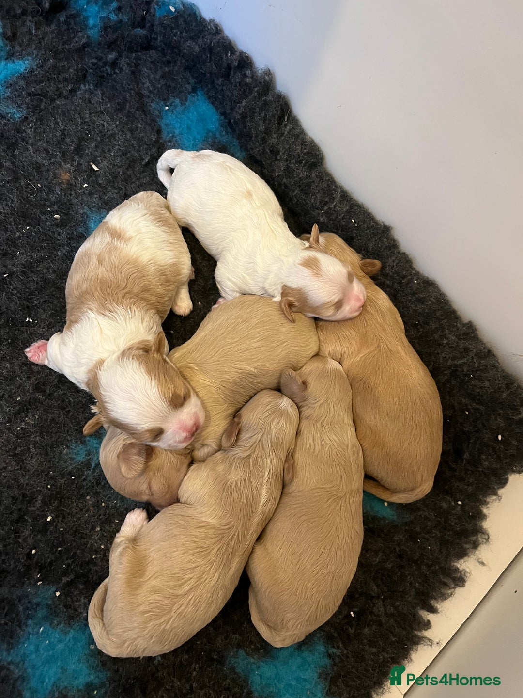 Maltipoo dogs for sale: Stunning Malticavapoo puppies NORTH STAFFORDSHIRE - Image 25