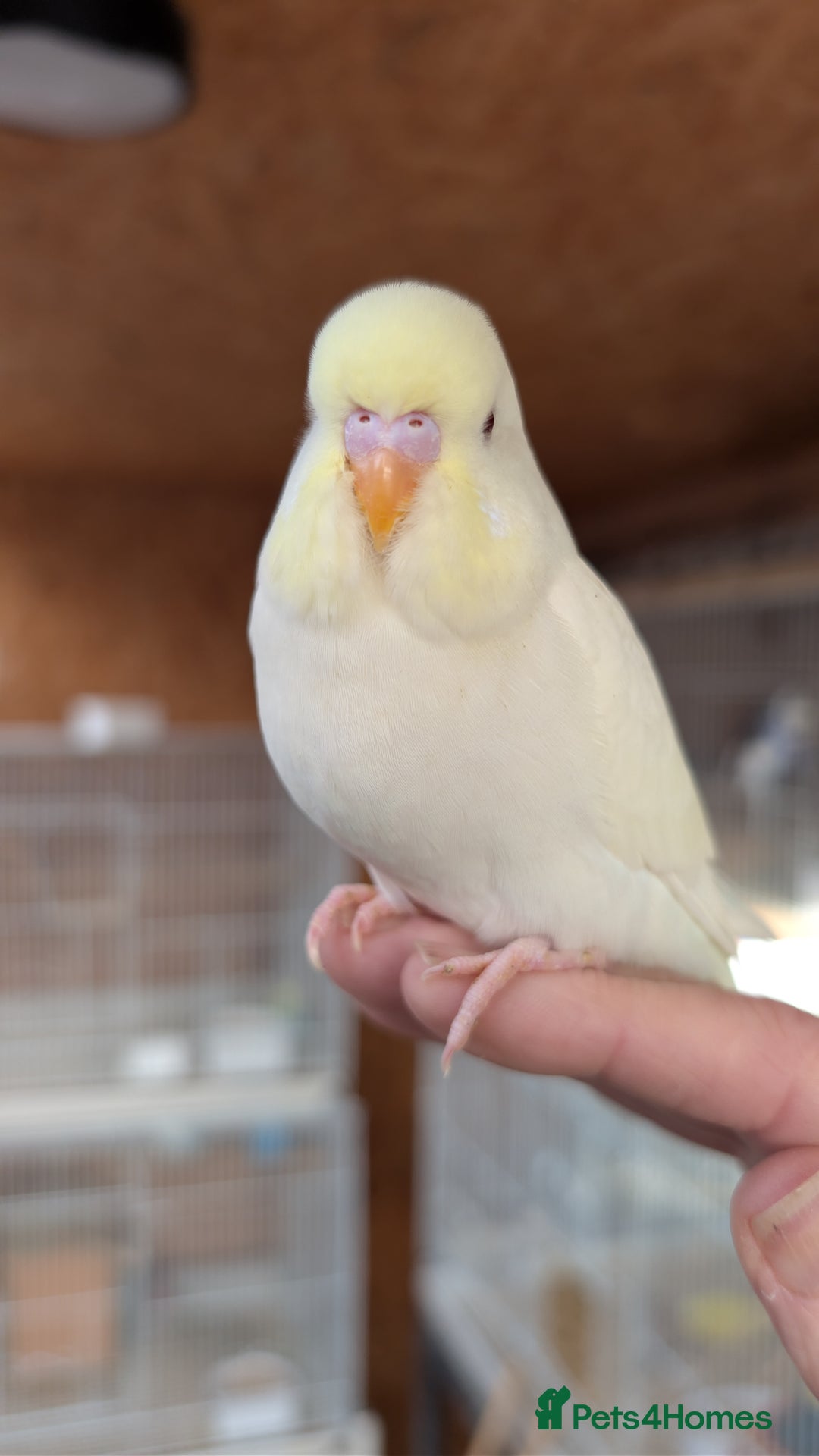 Budgerigars birds for sale: Hand tamed baby budgies for sale - Advert 10