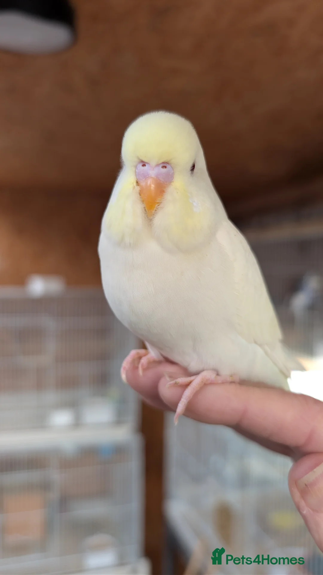 Budgerigars birds for sale: Hand tamed baby budgies for sale - Advert 11