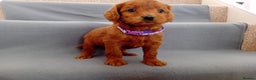Goldendoodle dogs for sale: Gorgeous F1b Goldendoodles - Advert 9