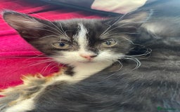 Mixed Breed cats for sale: 4 kittens available 31st Aug - Image 4