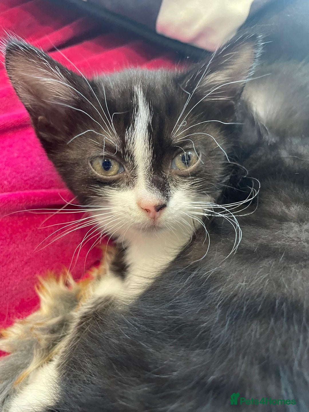 Mixed Breed cats for sale: 4 kittens available 31st Aug - Image 4