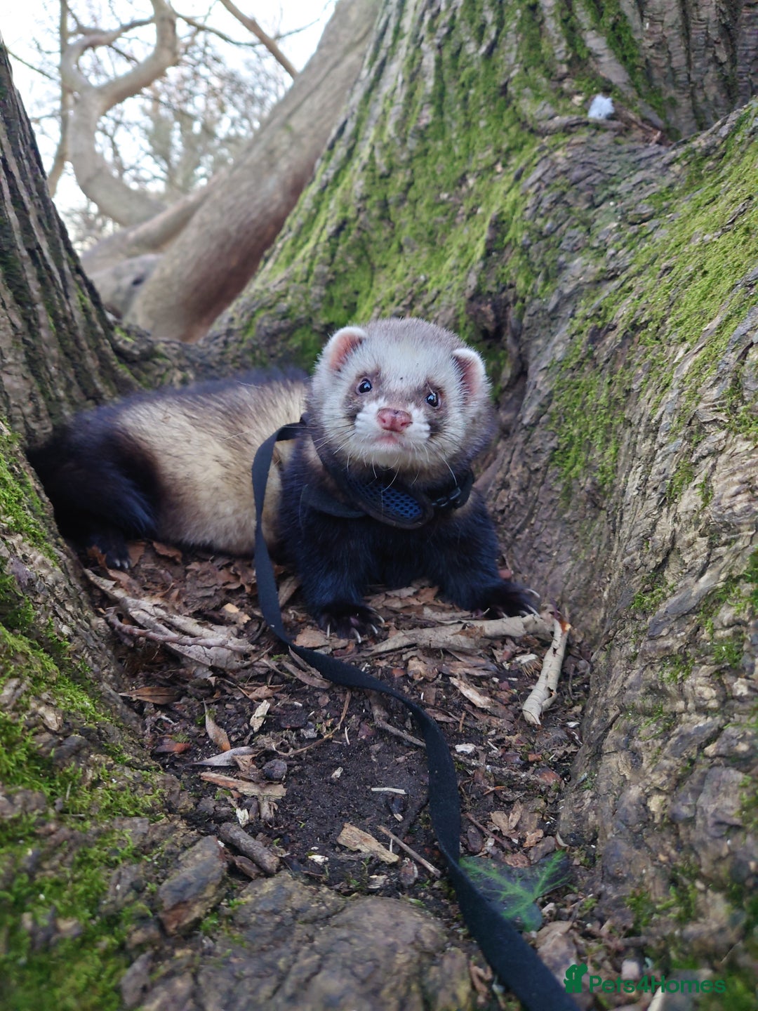 Ferret rodents for sale: 2 male ferrets looking for mew home - Advert 9