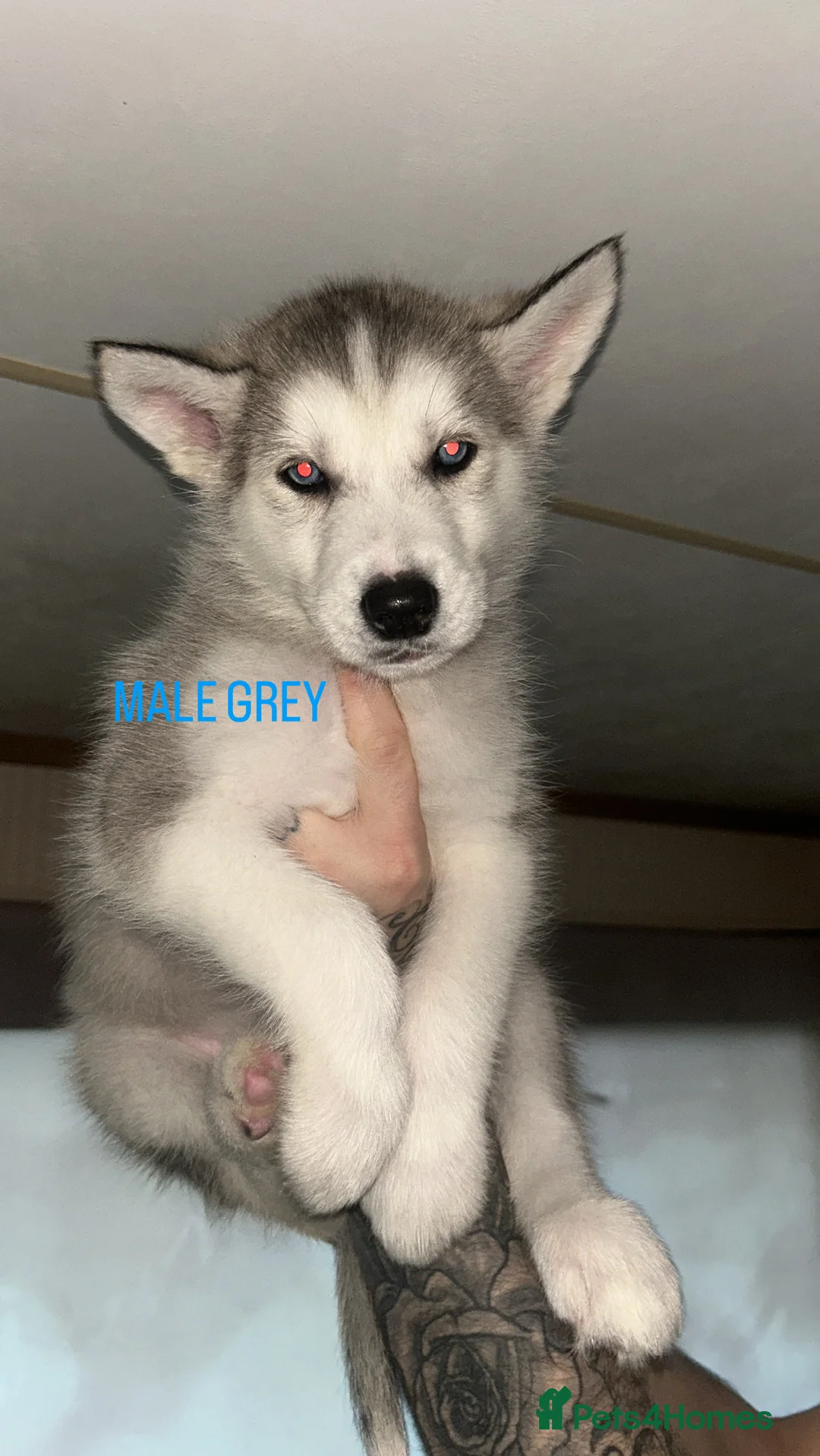 Siberian Husky dogs for sale: PURE SIBERIAN HUSKY PUPPIES  - Advert 7