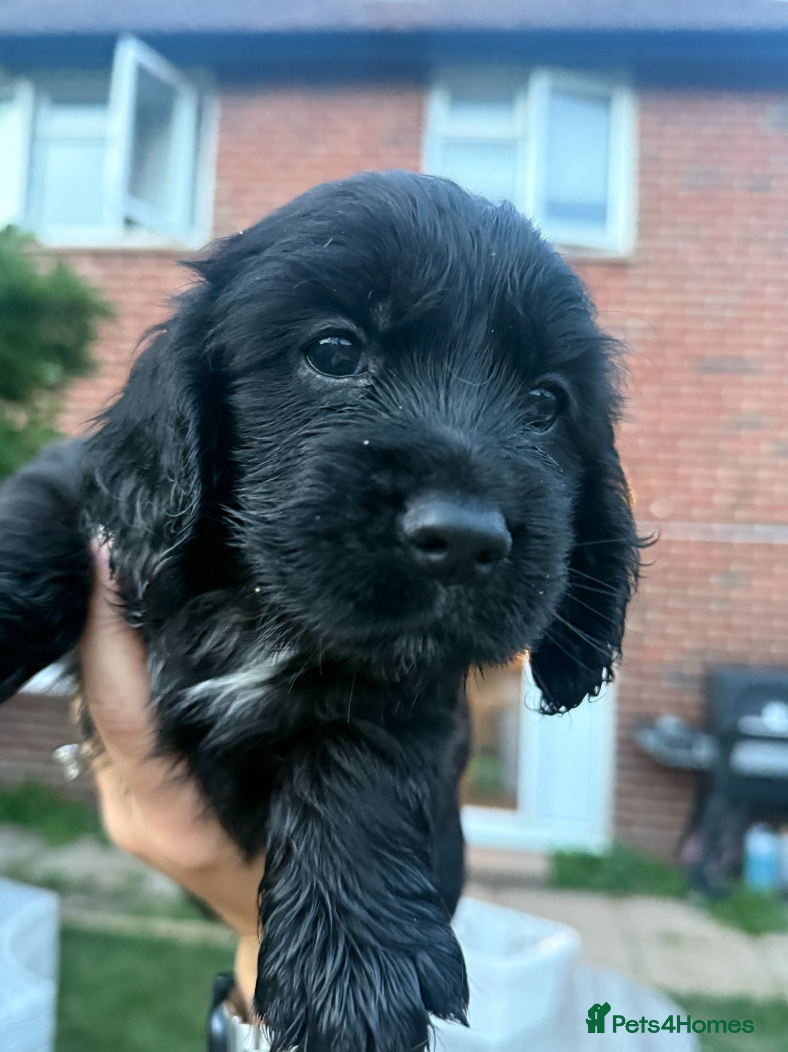 Cocker Spaniel dogs Working Cocker Spaniel Puppies - Advert 11