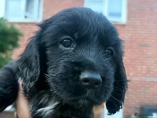 Cocker Spaniel dogs Working Cocker Spaniel Puppies - Advert 5