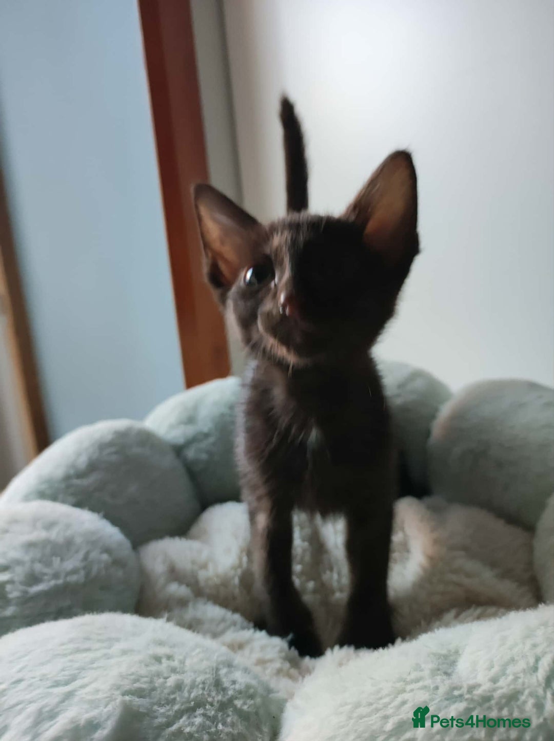 Siamese cats for sale: Siamese x rex cross kittens - Advert 13