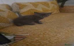 British Shorthair cats for sale: Female blue British short hair mix - Image 2