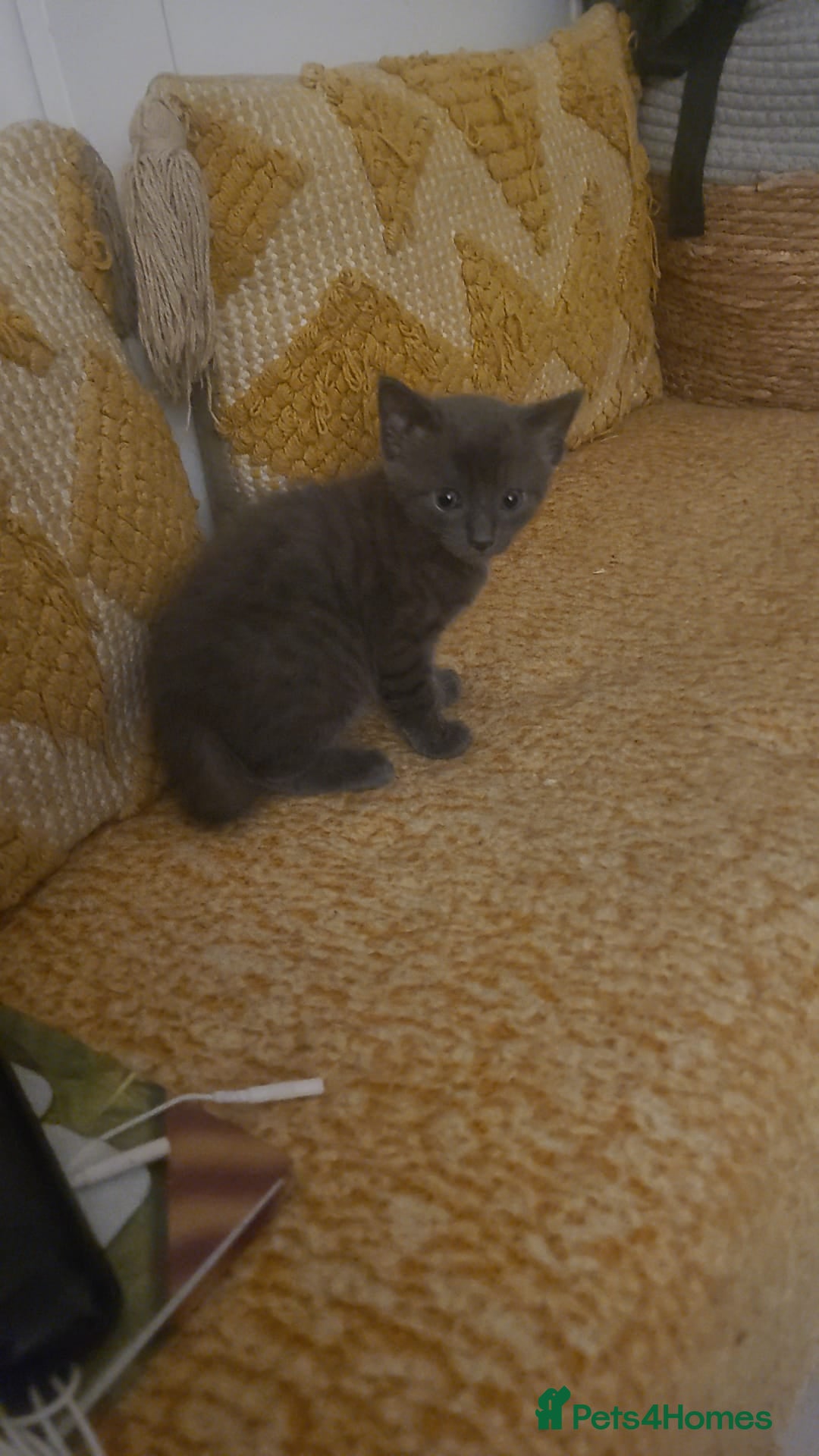 British Shorthair cats for sale: Female blue British short hair mix - Image 2