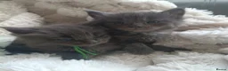 Maine Coon cats for sale: Exceptional Maine Coon kittens 😻💞 - Advert 7