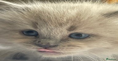 Ragdoll cats - Advert 6