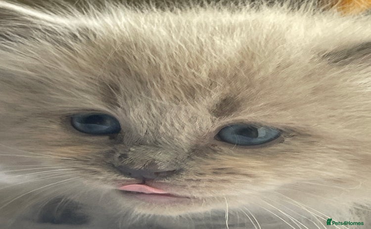 Ragdoll cats - Advert 9