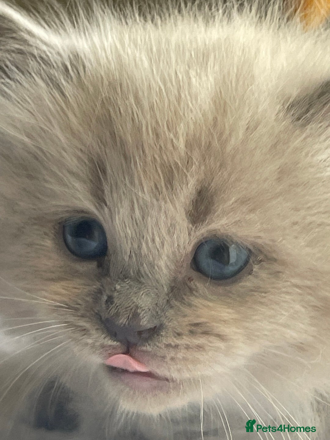 Ragdoll cats for sale: TICA registered pedigree Mink & blue point kittens - Image 2