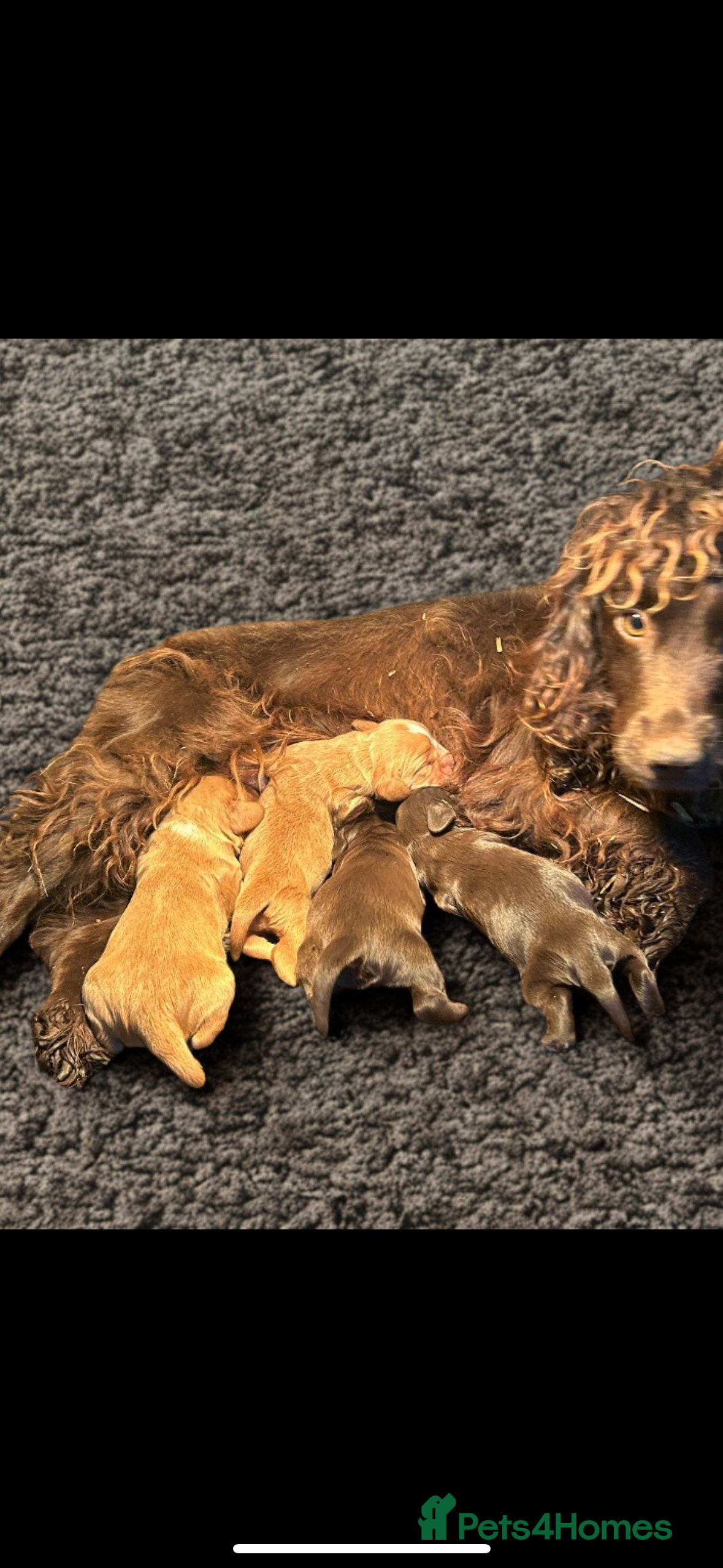 Cocker Spaniel dogs Gorgeous Cocker Spaniel puppies  - Advert 8