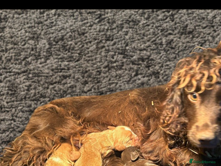 Cocker Spaniel dogs Gorgeous Cocker Spaniel puppies - Advert 1
