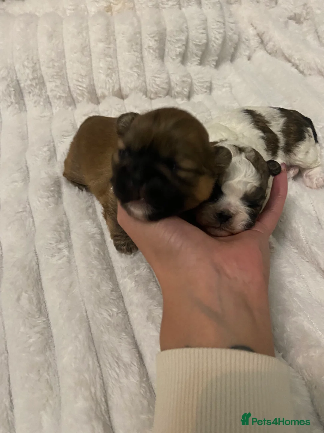 Shih Tzu dogs for sale: X2 beautiful female shihtzu puppies  - Advert 3