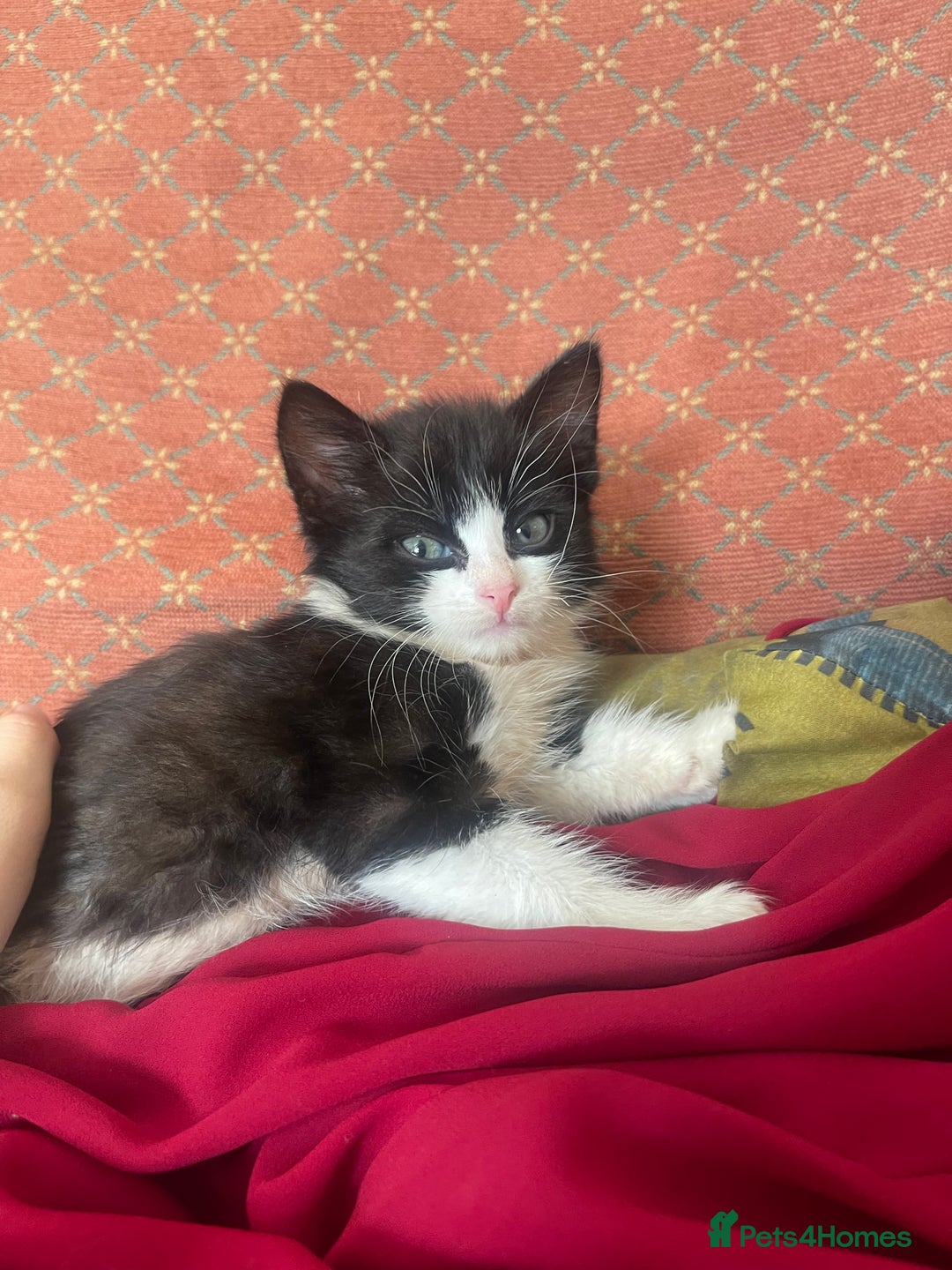 Mixed Breed cats for sale: Two beautiful kittens ready to leave - Image 11