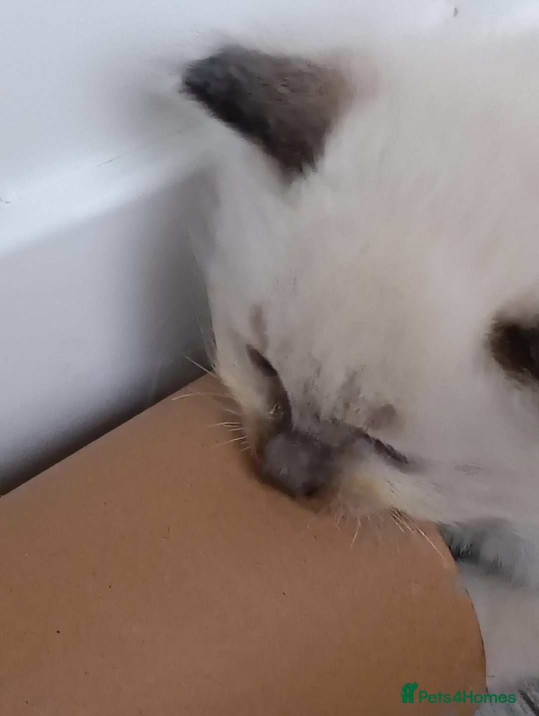 Ragdoll cats for sale: GCCF registered pedigree ragdoll kittens  - Advert 15