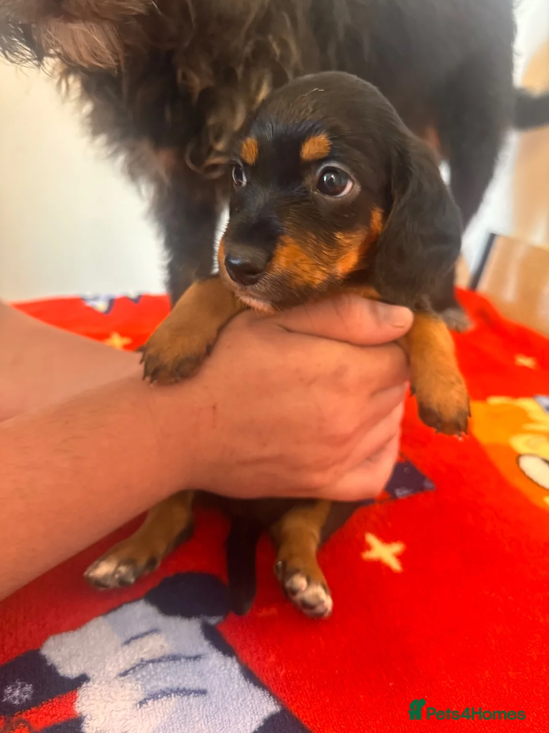 Doxiepoo dogs for sale: Doxiepoo puppy’s  - Advert 40