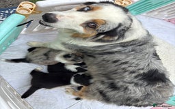 Australian Shepherd dogs for sale: Beautiful pedigree Australian shepherd puppies  - Image 6