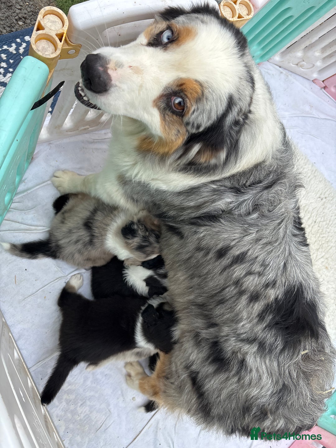 Australian Shepherd dogs for sale: Beautiful pedigree Australian shepherd puppies  - Image 6