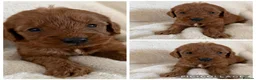 Cockapoo dogs for sale: Health Clear Cockapoo Puppies in Sunderland - Advert 8