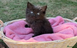 Russian Blue cats for sale: Crossed RussianBlue Kittens - Image 10