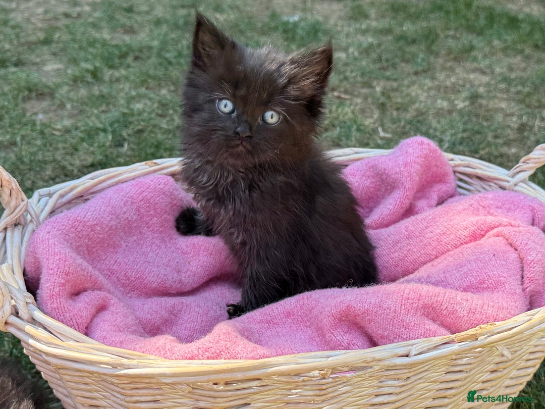 Russian Blue cats for sale: Crossed RussianBlue Kittens - Image 10