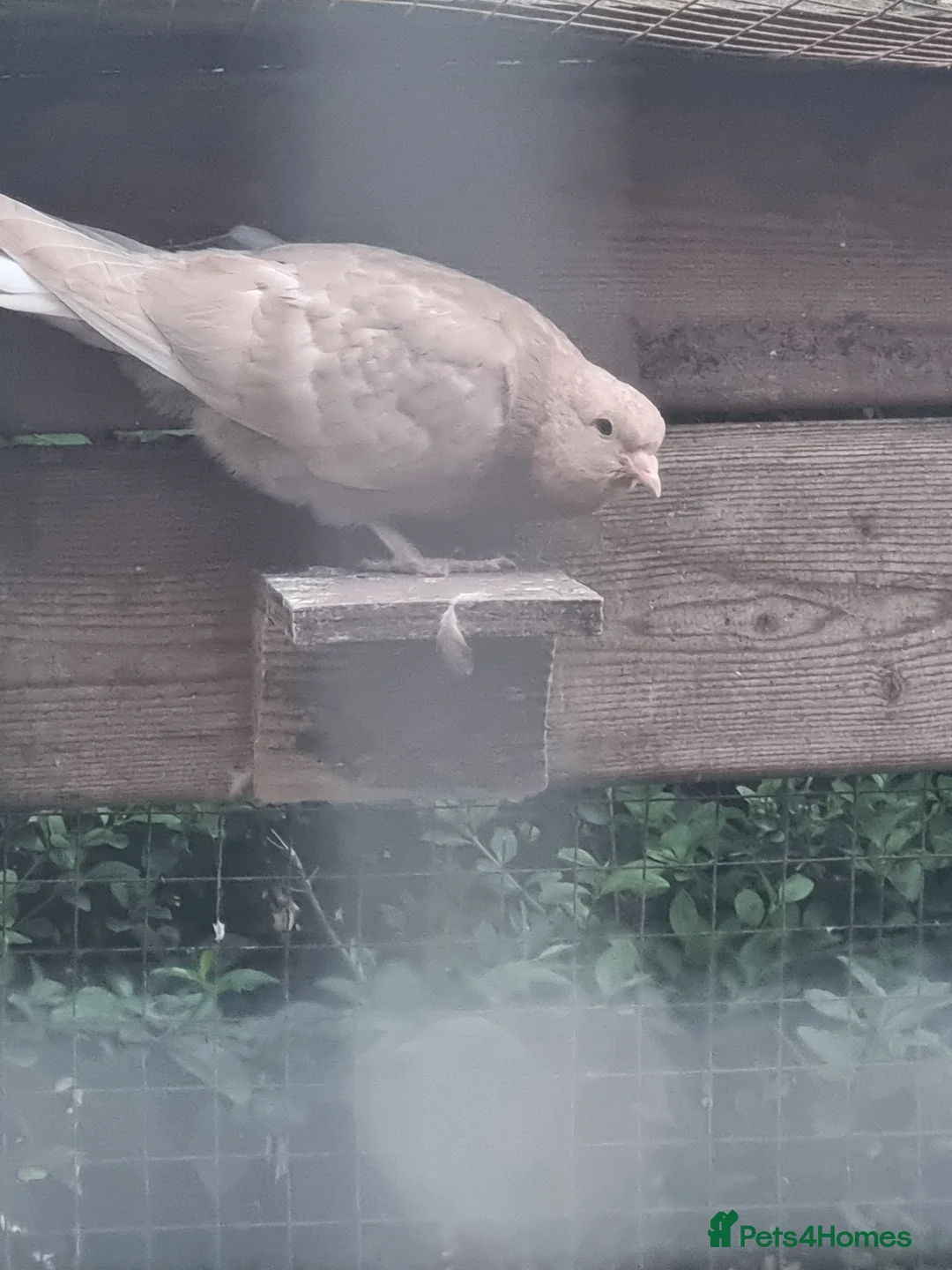 Pigeons birds for sale: Young tippers,tumblers & racers for sale £3each  in Wolverhampton - Advert 10