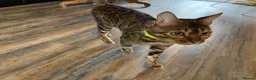 Bengal cats for sale: Bengal Cat Looking for a New Home  - Advert 5
