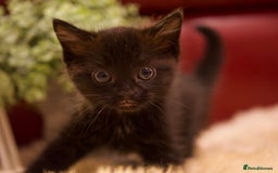 Mixed Breed cats for sale: Gorgeous Maine-Coon/Ragdoll/Bombay Mix Kittens!!! - Image 3