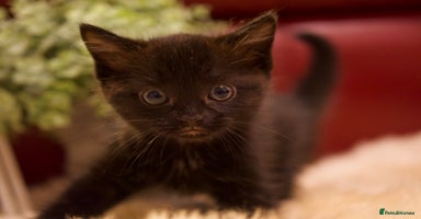 Mixed Breed cats - Advert 4