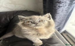 British Shorthair cats for sale: British shorthair kittens - Image 11