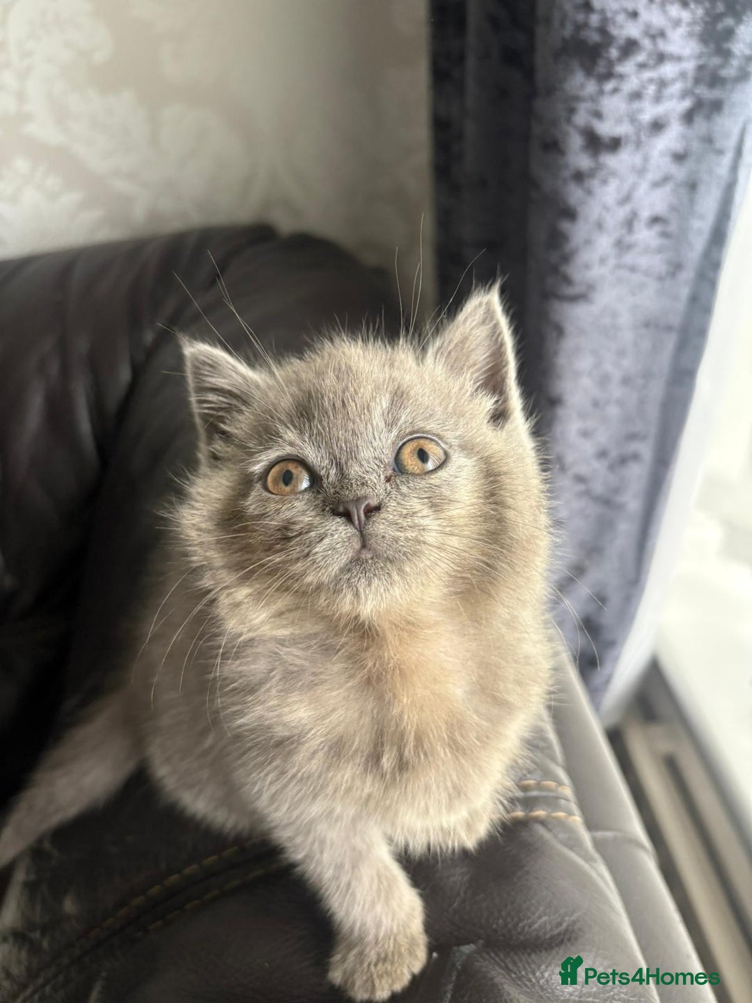 British Shorthair cats for sale: British shorthair kittens - Image 11