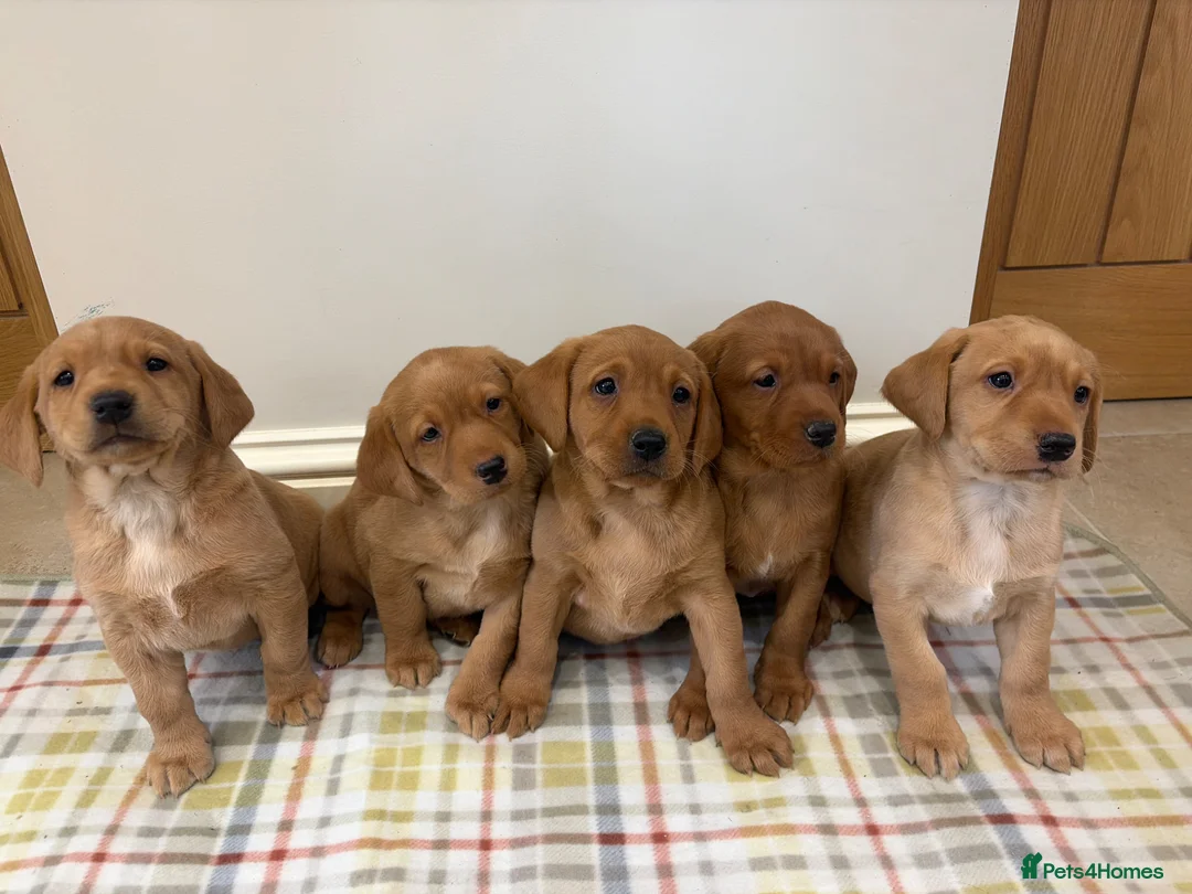 Labrador Retriever dogs for sale: Kc Fox red labs - Advert 1