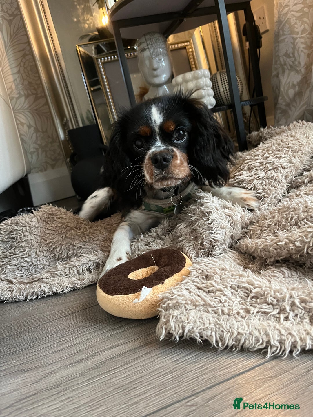 Cavalier King Charles Spaniel dogs for stud: Cavalier King Charles for stud  - Image 3