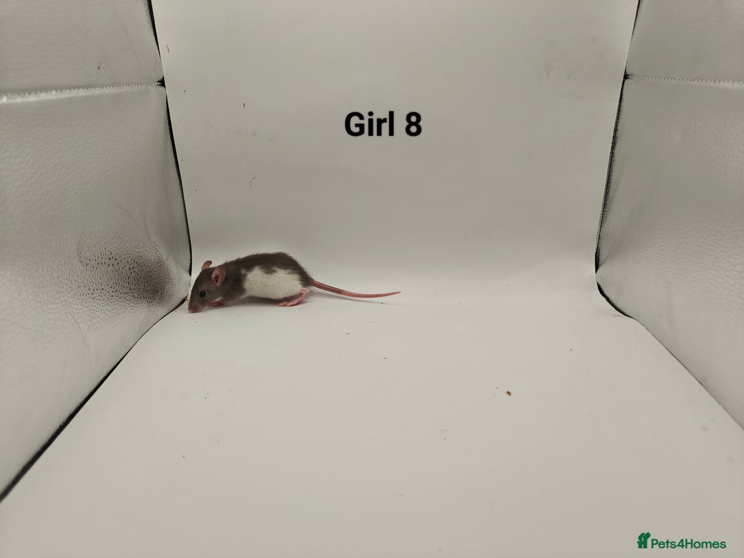 Rat rodents for sale: DEC: 24 Rats (5 Rats: 3 Boys & 2 Girls Left) - Advert 22