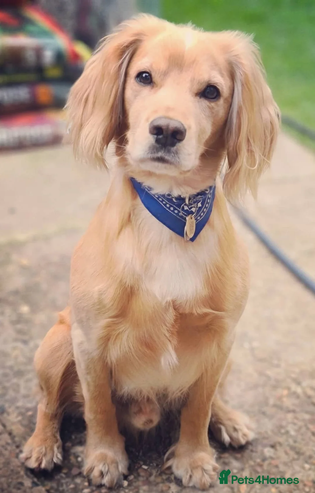 Cocker Spaniel dogs for stud: Proven Dexter for stud in Doncaster - Advert 9