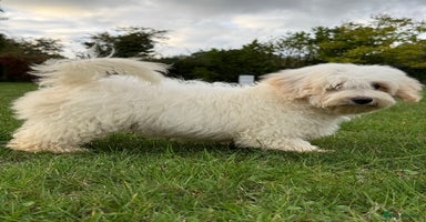 Maltipoo dogs - Advert 1