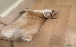 British Shorthair cats for sale:  Golden British Shorthair kittens  in London - Image 6